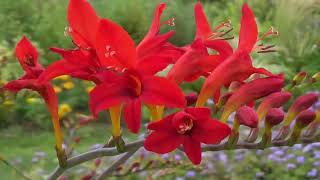 애기범부채/Crocosmia × Crocosmiiflora(순천만국가정원) - 2024. 6/17