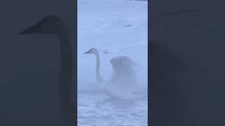 Photographing Trumpeter Swans in Brutal Cold in the Tetons #swan #tetons #wildlifephotography