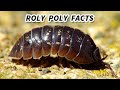 Roly Poly Facts: the BUG that ROLLS UP into a BALL | Animal Fact Files