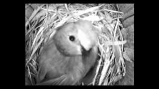 Kirjosieppo hautoo - Pied flycatcher incubating