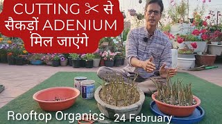 Free के इतने सारे Adenium 😍| Adenium Plant Care | Desert Rose | Cutting | Pruning| Rooftop Organics