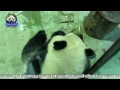 20150408圓仔的窩窩頭好彈q the giant panda yuan zai