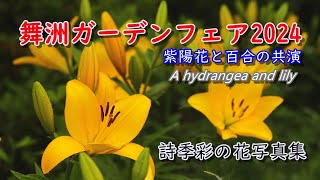 舞洲ガーデンフェア2024、「シリーズ詩季彩の花2024」花の写真集、夏の花ごよみとしてのあじさいとユリ、ホテルロッジ舞洲のユリの花と紫陽花です