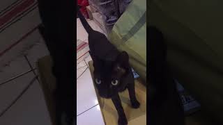 Kuro想要偷偷鑽進箱子，結果被發現，不好意思離開了  #cat #cats #cute #cute cat #shorts