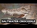 Saltwater Crocodile 🐊 The Apex Predator of the Seas | The Wise Hub