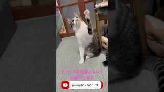 あの手この手で猫の気を引きたいけど、微妙なテンションだった猫#shorts