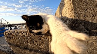 朝一番の漁港で出逢った沢山の野良猫をナデると懐いて可愛い