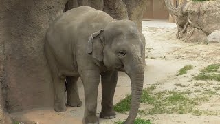 アジアゾウ　さくらちゃん　お食事中です　【東山動植物園】