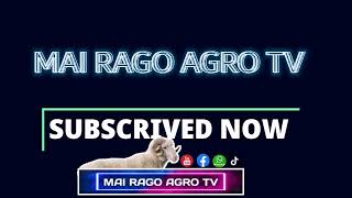 #mai rago agro tv ,#cowsmakemehappy #better #cows #subscribe #sheep #sudanese #goat