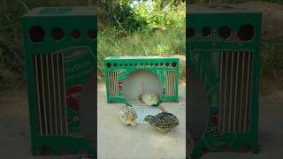 Best Create Bird Trap Technique - Quail Trap #creative bird trap #shorts