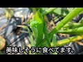 消石灰で除草できるか【試してみた！】はたして草は生えなくなるのか？