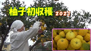 【家庭菜園】柚子の初収穫2021