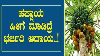 ಪಪ್ಪಾಯ ಹೀಗೆ ಮಾಡಿದ್ರೆ ಭರ್ಜರಿ ಆದಾಯ..! ಕಡಿಮೆ ಖರ್ಚಿನಲ್ಲಿ ಪಪ್ಪಾಯದಲ್ಲಿ ಭರ್ಜರಿ ಆದಾಯ