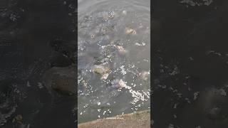 கோவில் குளத்தில் இவ்வளவு மீன் னா⁉️ #fish #fishingvideo #temple #villagelife #shortvideo #funny