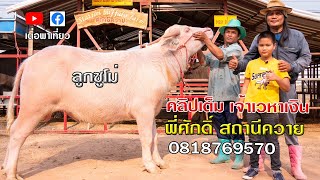 swamp buffalo thailand เลี้ยงควายไทย คลิปเต็ม เจ้าเวหาเงินควายงาม พี่ศักดิ์ สถานีควาย เต๋อพาเที่ยว