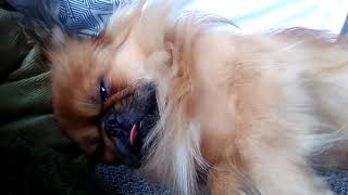 pekingese yuki snoring