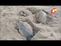 special story olive ridley turtles to swarm odisha coasts soon for laying their eggs