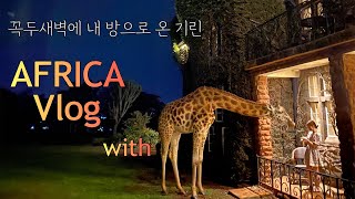 아프리카 케냐 여행 vlog🦒기린을 방까지 데려왔어요, 이색 여행지, 기린호텔, 나이로비