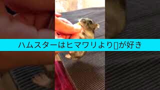 ハムスターはピーナッツが大好き🐹