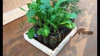 ஒரு லிட்டர் தண்ணீர் பாட்டில்களில் காய்கறித்தோட்டம், vegetable Garden in 1 litre water bottles