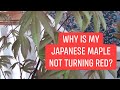 Why Is My Japanese Maple Not Turning Red? - JAPANESE MAPLES