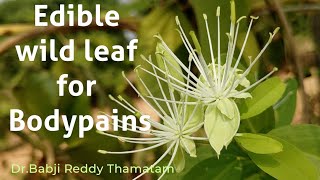 నొప్పులను తగ్గించే చాకల్సాకు తాలింపు -wild leaf fry recipe  for body pains