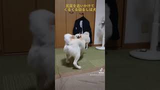 Shiba Inu spinning around chasing its tail