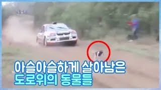 아슬아슬하게 살아남은 도로위의 동물들