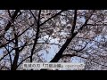 〔箏〕「絆ノ奇跡」short. man with a mission×milet （kizuna no kiseki）鬼滅の刃 刀鍛冶の里編op japanese koto cover