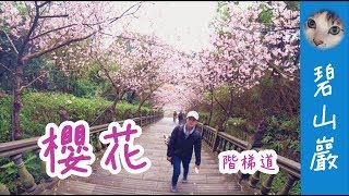 『台北-碧山巖』美麗的櫻花階梯步道！【Bike SU】Ep.2