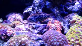 Leopard Wrasse - 2 Weeks