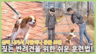 산책 나가서 너무 짖는 반려견 훈련방법(Eng cc.How to train a dog that barks too much when going out for a walk.)