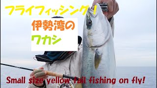 フライで釣る伊勢湾のツバス