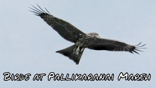 Birding at Pallikaranai Marsh 4K