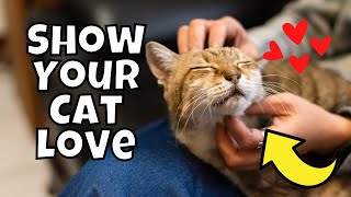 5 Easy Ways to Tell Your Cat You Love Them