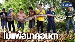 ถางหญ้าพบงูเหลือมยักษ์ 100 โล ใช้ 8 คนจับ | เกาะข่าวเที่ยง | GMM25