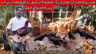 யாழ்பாணத்தில் அமெரிக்கன் யேர்மன் வெள்ளடியன் கோழிவளர்ப்பு/American German Poultry Breeding in Jaffna