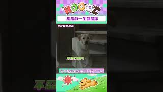 導盲犬本就艱難的一生里，唯一的使命就是守護主人#導盲犬 #導盲犬小q #狗狗 #感動