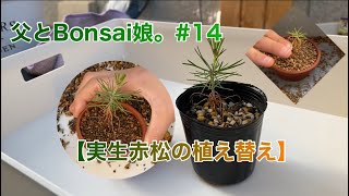 【実生赤松の植え替え】父とBonsai娘。#14   #bonsai #盆栽 #赤松