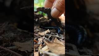 Kaki seribu hitam - Black Millipede #snailhunter