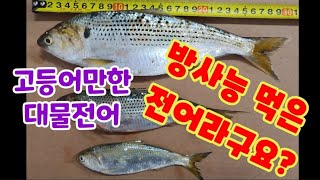 고등어만한 전어가 엄청 잡히는데...錢魚 #cast net #동해투망 #대전어 #방사능전어