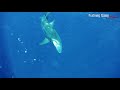 300ポンドの巨大サメを仕留めた【沖縄】【giant shark】【extreme fishing】