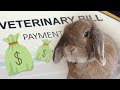 Is PET INSURANCE Worth It??? | Bunny Proof Busters Ep. 3