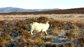 Highland Sheep