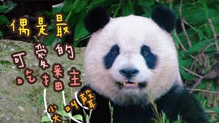 圓仔姐姐吃東西超可愛，最萌吃播主非她莫屬|熊貓貓熊The Giant Panda Yuan Yuan and Yuan Bao|台北市立動物園