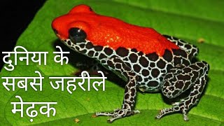 ये है दुनिया के 7 सबसे जहरीले मेंढक | 7 Most Poisonous Frogs in The World