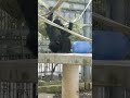 厚夏🌞⑫チンパンジー・モコイチくん・沖縄こどもの国・・・chimpanzee ・okinawa zoo u0026 museum 20240801