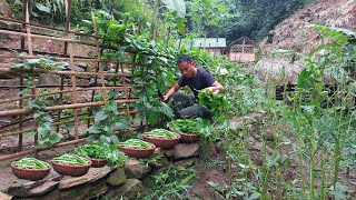 Harvest vegetables and okra in the garden, prepare soil and seeds for cold winter