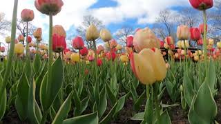 Tulips in 360