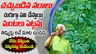 ఈ కషాయం తాగితే నరాలన్నీ యా యాక్టీవ్డ్ || Health Benefits of Sadapaku Plant Leaves || Dr.Khader Vali